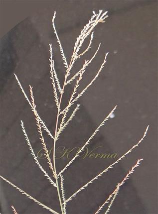  Inflorescence with persistent glumes